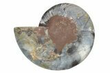 Cut & Polished Ammonite Fossil (Half) - Unusual Black Color #244960-1